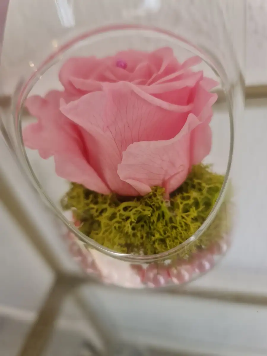 Rose éternelle rose