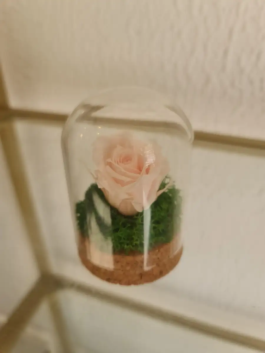 Mini rose éternelle rose