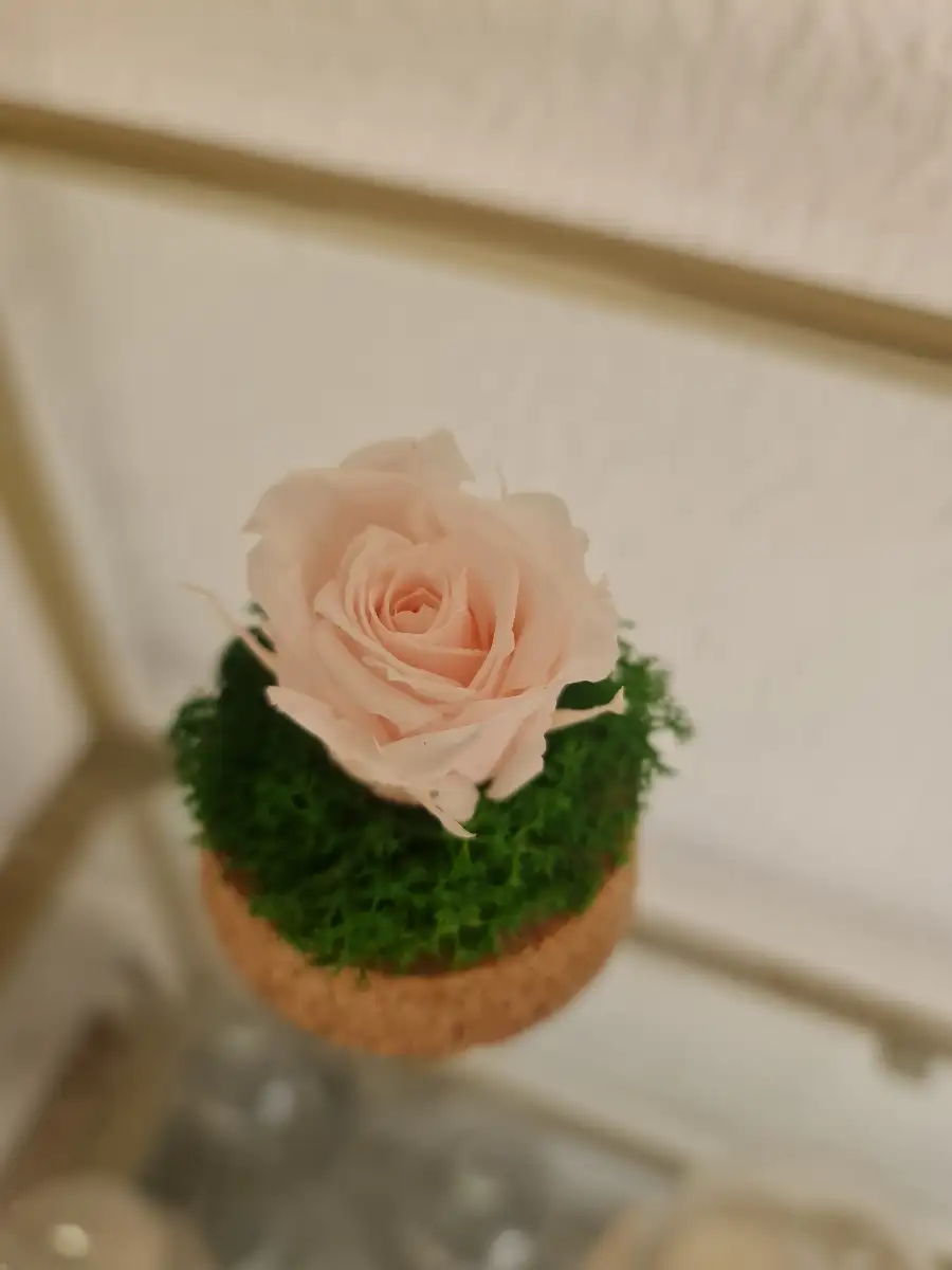 Mini rose éternelle rose