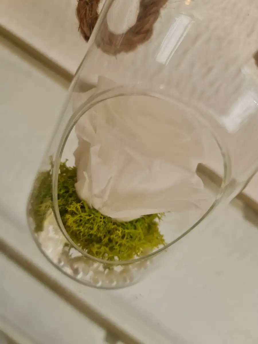 Rose éternelle blanche